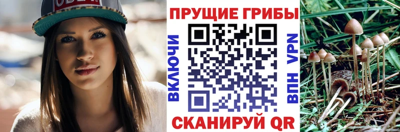 omg tor Красноперекопск Галлюциногенные грибы GOLDEN TEACHER хочу