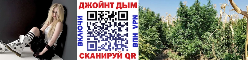 Конопля план Красноперекопск